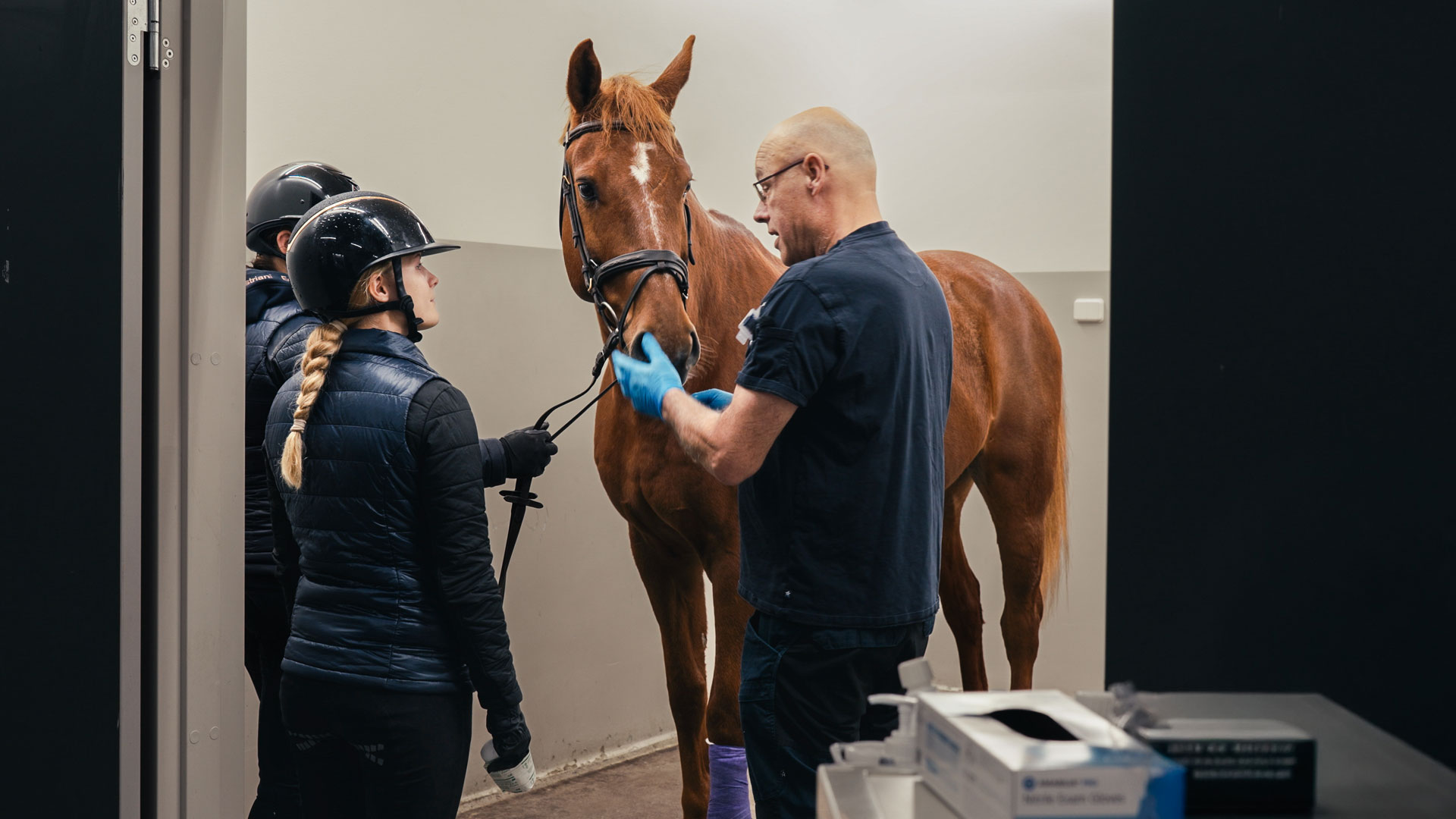 Veterinär undersöker en häst medan två ryttare står bredvid i ett undersökningsrum